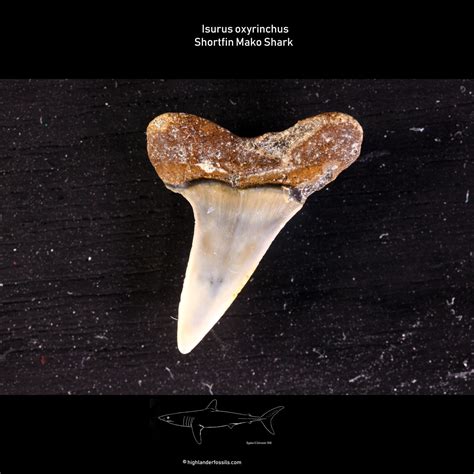 isurus oxyrinchus teeth.